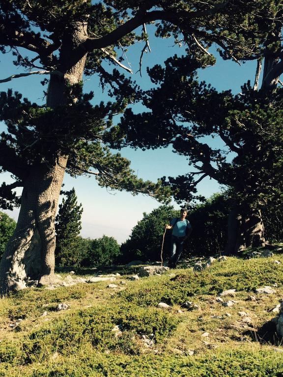 La Stella Del Pollino Hotel San Lorenzo Bellizzi Buitenkant foto