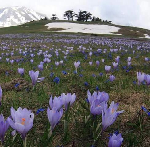 La Stella Del Pollino Hotel San Lorenzo Bellizzi Buitenkant foto